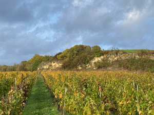 Saint-Émilion vineyards in autumn