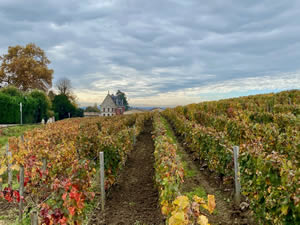 Saint-Émilion vineyards in autumn