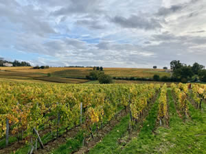 Saint-Émilion vineyards in autumn