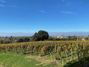 Saint-Émilion vineyards in autumn