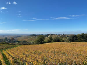 Saint-Émilion vineyards in autumn