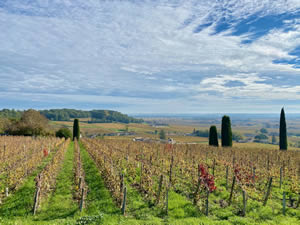 Saint-Émilion vineyards in autumn