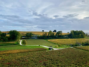 Saint-Émilion vineyards in autumn