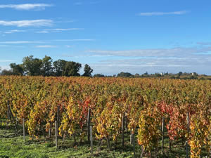 Saint-Émilion vineyards in autumn