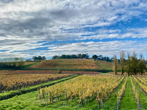 Saint-Émilion vineyards in autumn