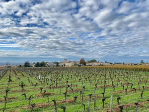 Saint-Émilion vineyards in autumn