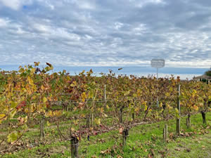 Saint-Émilion vineyards in autumn