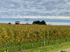 Saint-Émilion vineyards in autumn