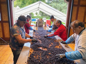 Harvest 2020 - Bordeaux red