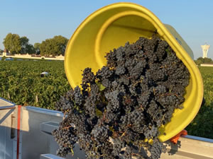 Harvest 2020 - Bordeaux red