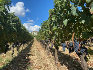 Harvest 2020 - Bordeaux red