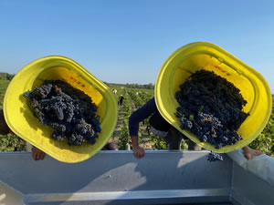 Harvest 2020 - Bordeaux red