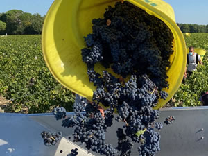 Harvest 2020 - Bordeaux red