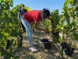 Harvest 2020 - Bordeaux red