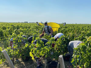 Harvest 2020 - Bordeaux red