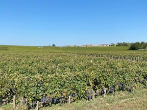 Harvest 2020 - Bordeaux red