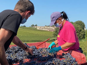 Harvest 2020 - Bordeaux red