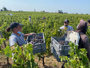 Harvest 2020 - Bordeaux red