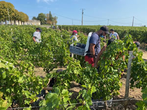 Harvest 2020 - Bordeaux red