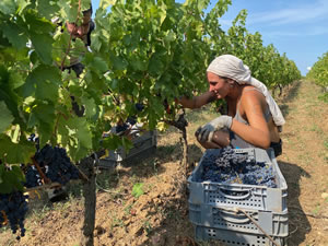 Harvest 2020 - Bordeaux red