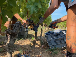 Harvest 2020 - Bordeaux red