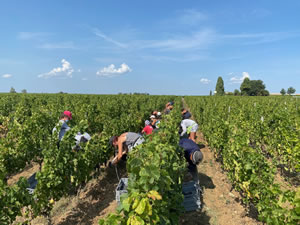 Harvest 2020 - Bordeaux red