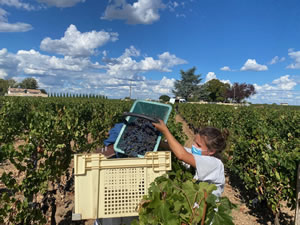 Harvest 2020 - Bordeaux red