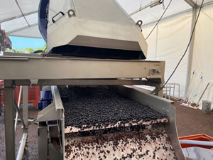 Harvest 2020 - Bordeaux red