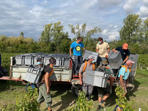 Harvest 2020 - Bordeaux red