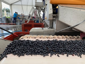 Harvest 2020 - Bordeaux red