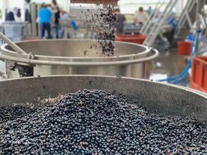 Harvest 2020 - Bordeaux red