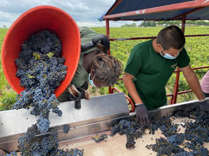 Harvest 2020 - Bordeaux red