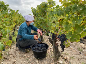 Harvest 2020 - Bordeaux red