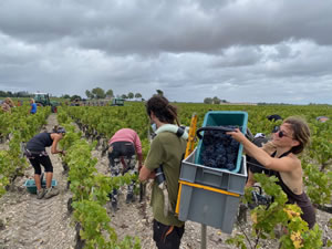 Harvest 2020 - Bordeaux red