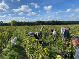 Harvest 2020 - Bordeaux red