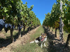 Harvest 2020 - Red harvest