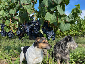 Harvest 2020 - Red harvest