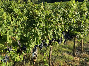 Harvest 2020 - Red harvest