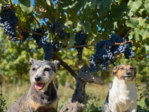 Harvest 2020 - Red harvest