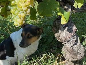 Harvest 2020 - Trois Hectares blanc