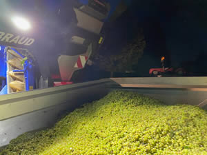 Harvest 2020 - Trois Hectares blanc