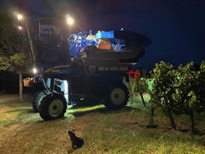 Harvest 2020 - Trois Hectares blanc