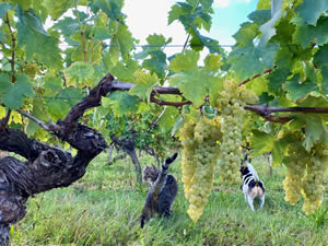 Harvest 2020 - Trois Hectares blanc