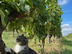 Harvest 2020 - Trois Hectares blanc