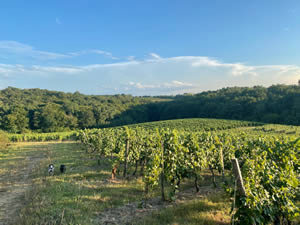 2020- Year in the vineyard