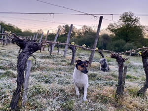 The frost at Bauduc Spring 2021