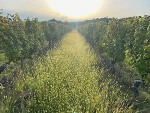 Harvest 2021 - Whites