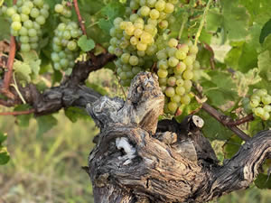 Harvest 2021 - Whites