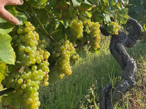 Harvest 2021 - Whites