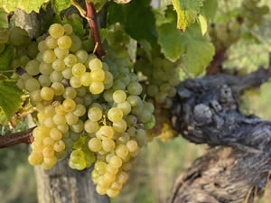 Harvest 2021 - Whites